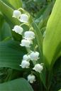 muguet