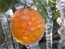 clémentine espagne gelée