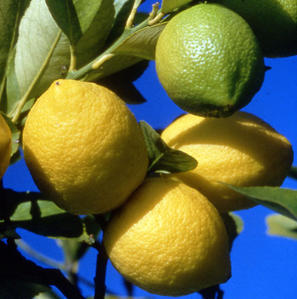 citrons sur l'arbre