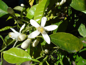 fleurs d'oranger