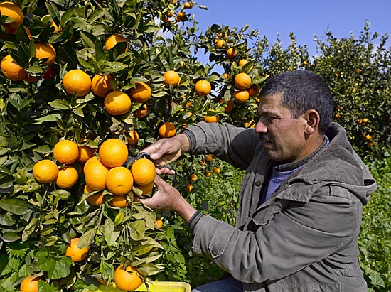 oranges maltaises