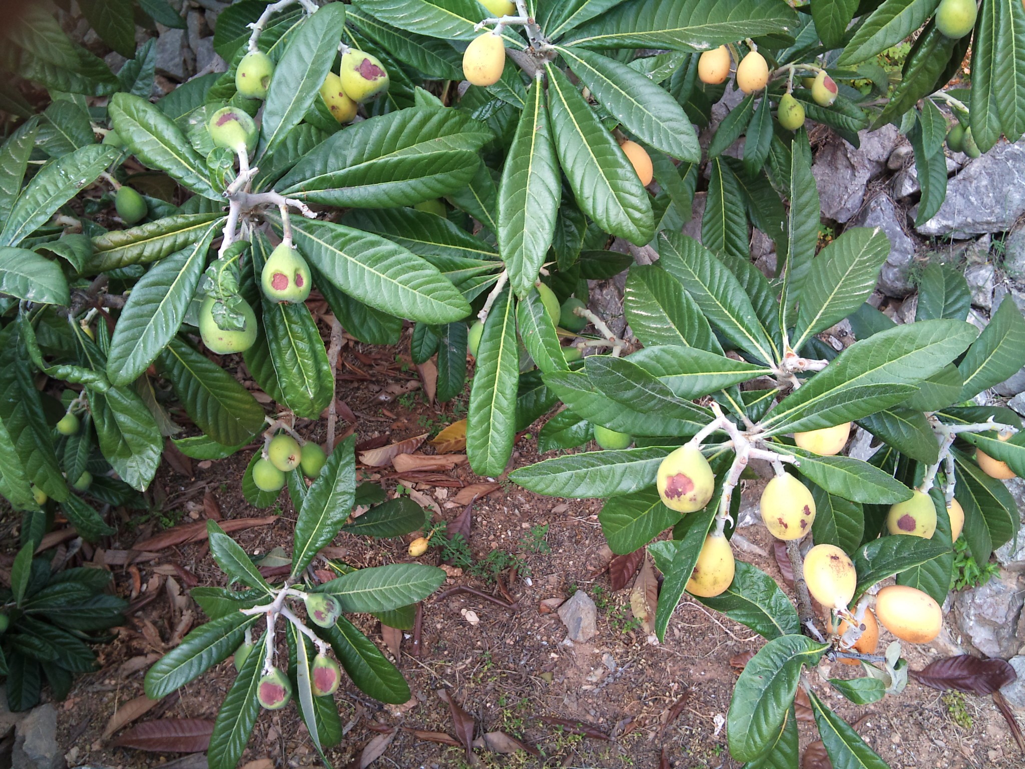 néfliers et nefles ruchey 