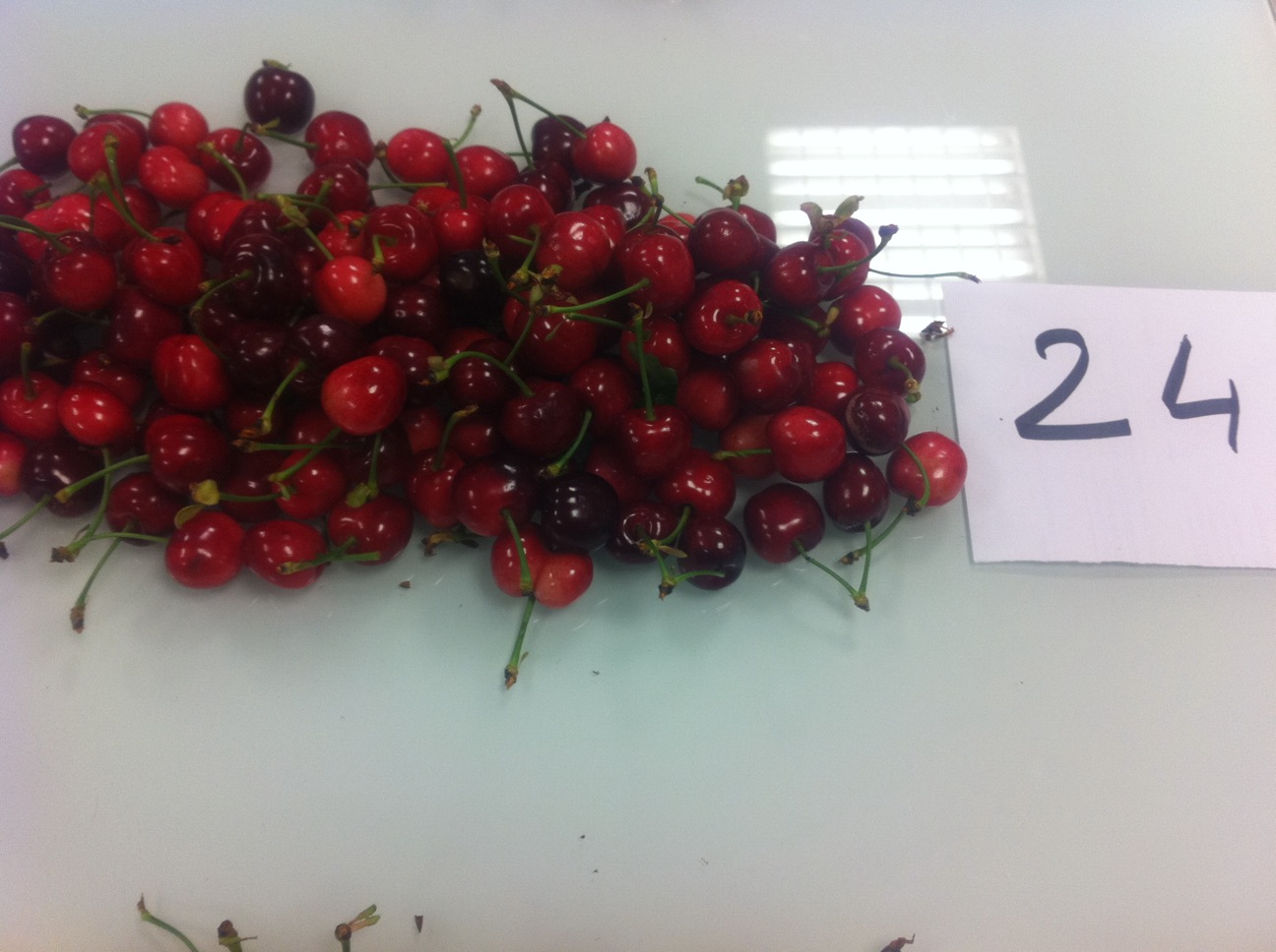 cerises burlat espagne calibre 24