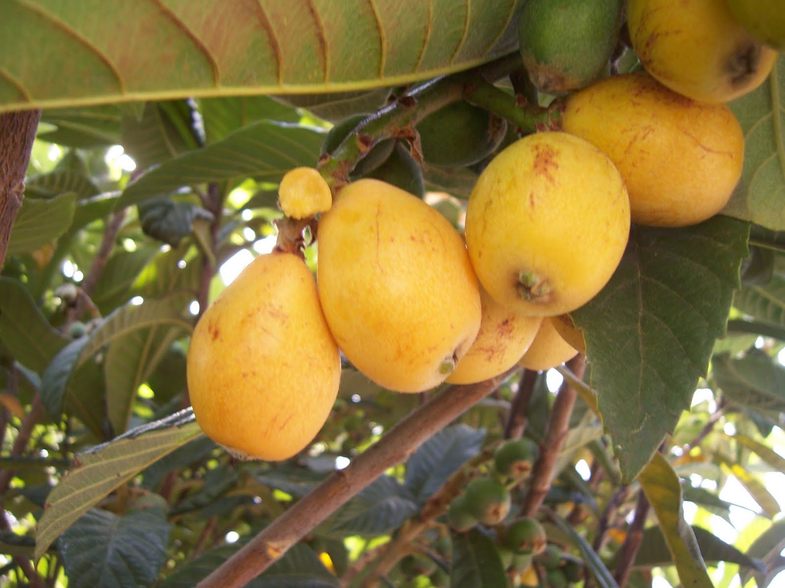 nefles, fruits du neflier