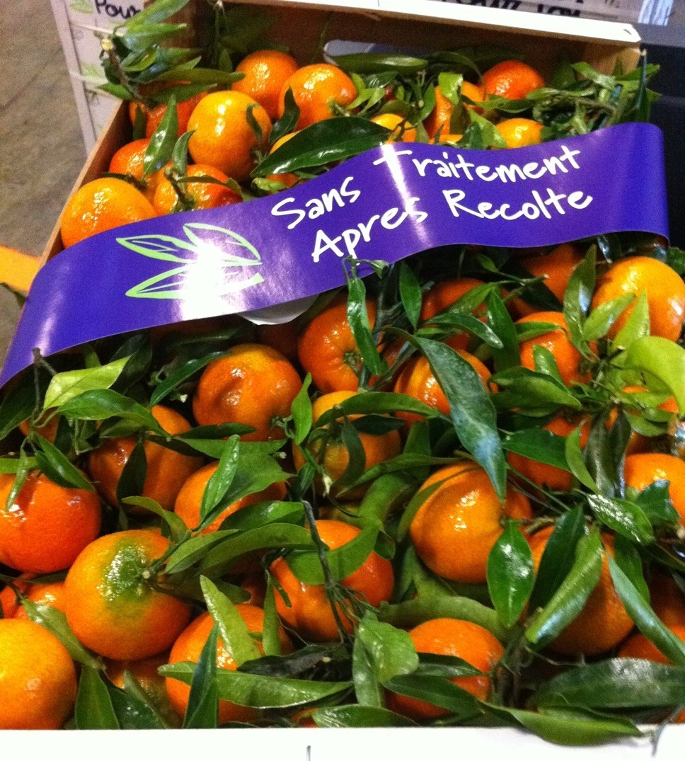 agrumes clémentines mandarines non traités pour toi feuilles