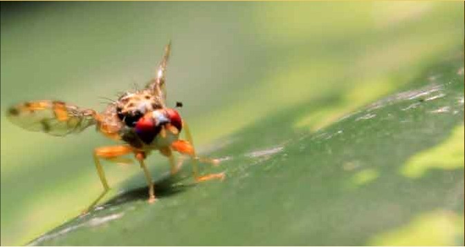 mouche méditerranéenne ou ceratitis capitata
