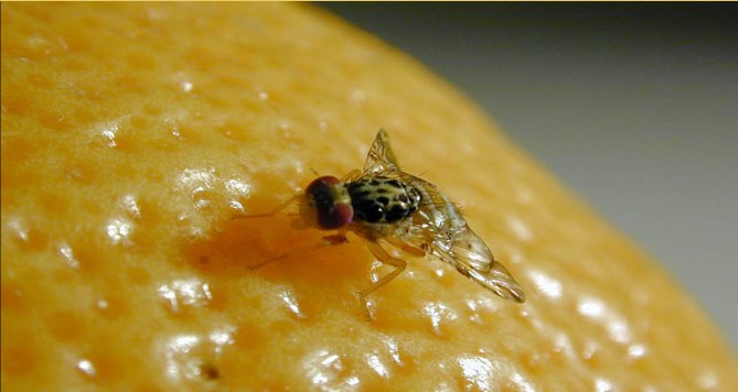 mouche méditerranéenne ou ceratitis capitata